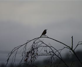 Viewenmore Villa Bed & Breakfast - Accommodation Gold Coast 5