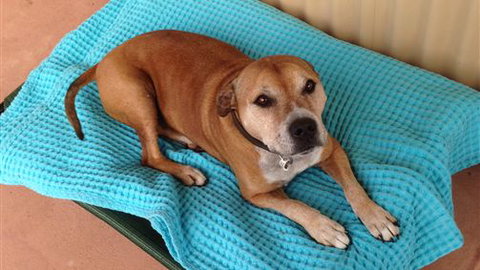 Bells By The Beach Holiday House Ocean Grove - Accommodation Gold Coast 1