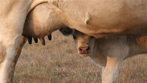 Cathedral Valley Farm - Accommodation Gold Coast 1