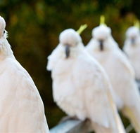 Aireys Inlet Getaway Resort - Accommodation Gold Coast