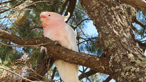 Mungo Lodge - Accommodation Gold Coast 3