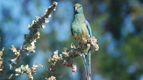 Mungo Lodge - Accommodation Gold Coast 5