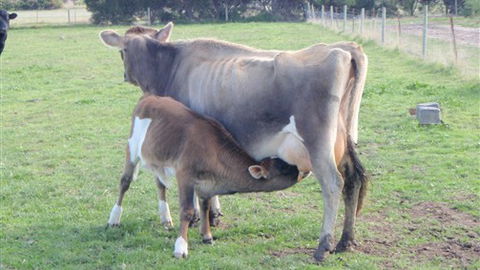 Animal Land - Accommodation Gold Coast 0