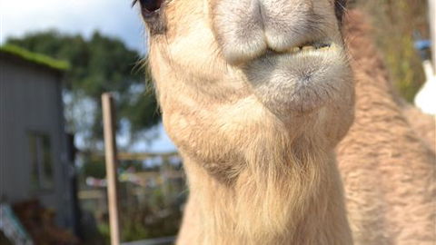 Sea Glimpse Farm Stay - 1 Gold Coast 4