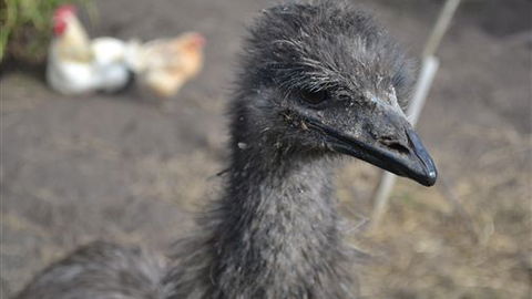 Sea Glimpse Farm Stay - 1 Gold Coast 5