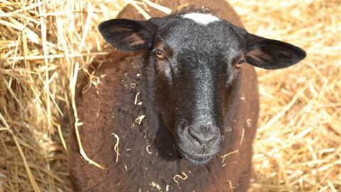 Sea Glimpse Farm Stay - 1 Gold Coast 6