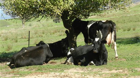 Willy's Holiday House - Accommodation Gold Coast 0