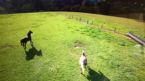 Farm Accommodation - Accommodation Gold Coast 4