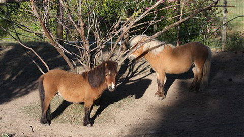 Cloud End Farmstay - Accommodation Gold Coast 0