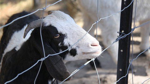 Cloud End Farmstay - Accommodation Gold Coast 3