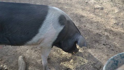 Cloud End Farmstay - Accommodation Gold Coast 4