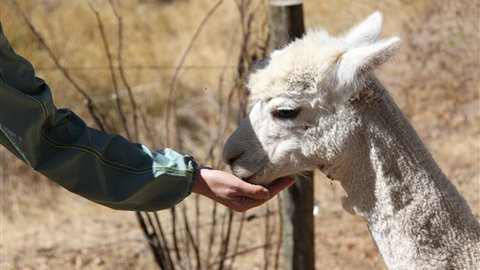 Cloud End Farmstay - Accommodation Gold Coast 6