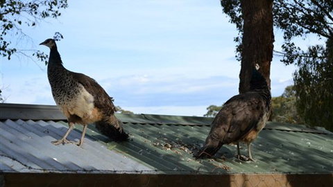 Cloud End Farmstay - Accommodation Gold Coast 5