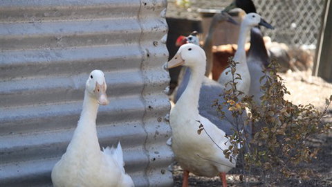 Cloud End Farmstay - Accommodation Gold Coast 8