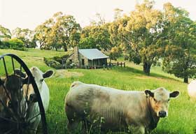 Adelaide Hills Country Cottages - Gum Tree Cottage - 1 Gold Coast 1