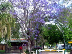 BIG4 Forbes Holiday Park - Accommodation Gold Coast 3