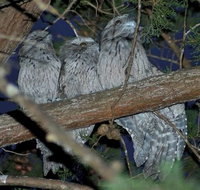 BIG4 Kelso Sands Holiday  Native Wildlife Park - Accommodation Gold Coast