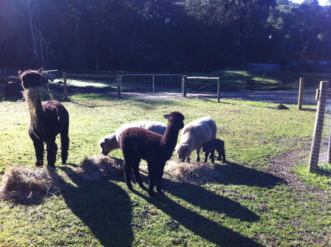 Lalee Farm - Accommodation Gold Coast 2