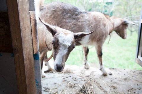 Lalee Farm - Accommodation Gold Coast 3