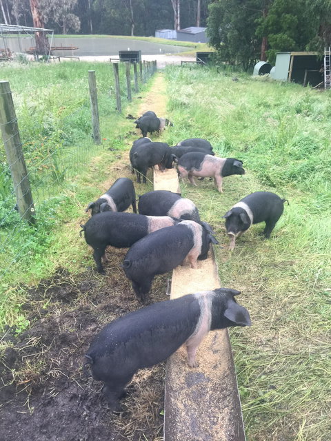 Lalee Farm - Accommodation Gold Coast 4