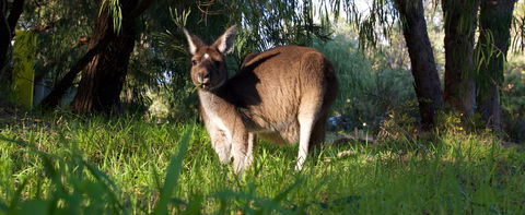 Gracetown Caravan Park - Accommodation Gold Coast 3