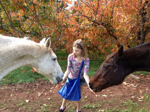 Balingup Heights Hilltop Forest Cottages - Accommodation Gold Coast 10