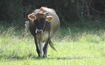 Avalon River Retreat - Accommodation Gold Coast 3