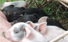 Avalon River Retreat - Accommodation Gold Coast 4