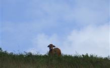 Avalon River Retreat - Accommodation Gold Coast 7