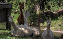 Avalon River Retreat - Accommodation Gold Coast 6