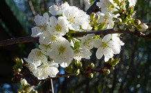 Coolah Caravan Park - Accommodation Gold Coast 0