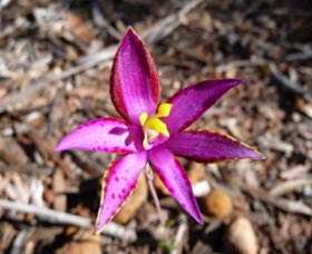 Mt Trio Bush Camp And Caravan Park - Accommodation Gold Coast 2