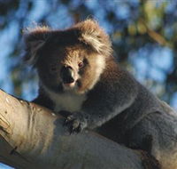 Bimbi Park Camping Under Koalas - Accommodation Gold Coast