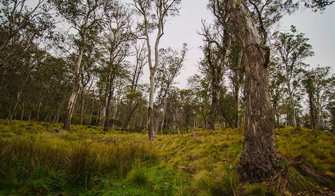 Gummi Falls Campground - Accommodation Gold Coast 1