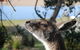 Joalah Holiday Park - thumb 1