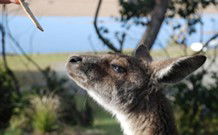 Joalah Holiday Park - Accommodation Gold Coast 1