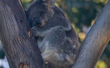 Port Stephens Treescape - Accommodation Gold Coast 5