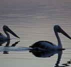 Lakeview Motor Inn - Belmont - Accommodation Gold Coast