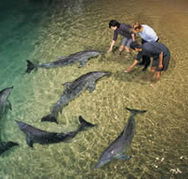 Tangalooma Wild Dolphin Resort - Accommodation Gold Coast