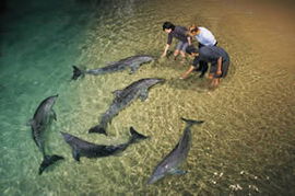 Tangalooma Wild Dolphin Resort - Accommodation Gold Coast 0