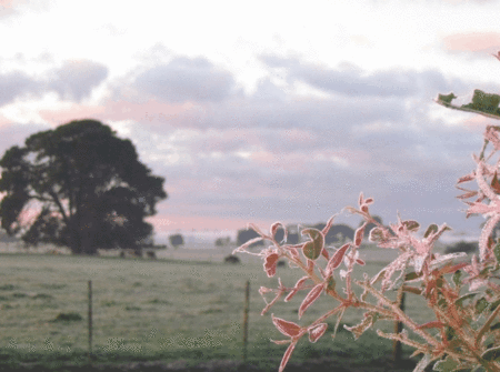 Lemon Gum B And B - thumb 1