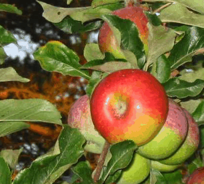 Lemon Gum B And B - Accommodation Gold Coast 5