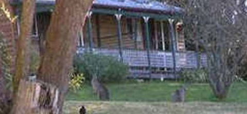 Cedar Lodge Cabins - Accommodation Gold Coast 3