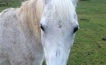 Eaglewood B And B And Farmstay - Accommodation Gold Coast 0