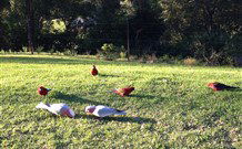 Eaglewood B And B And Farmstay - Accommodation Gold Coast 3