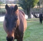 Reynella Kosciusko Rides Accommodation - Accommodation Gold Coast