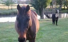 Reynella Kosciusko Rides Accommodation - Accommodation Gold Coast 0