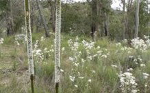 Wildwood Guesthouse - Accommodation Gold Coast 5