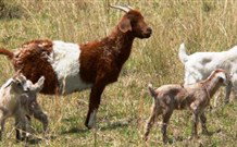 Wildwood Guesthouse - Accommodation Gold Coast 6