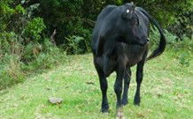 Yarralong BnB And Farm Stay - Accommodation Gold Coast 1